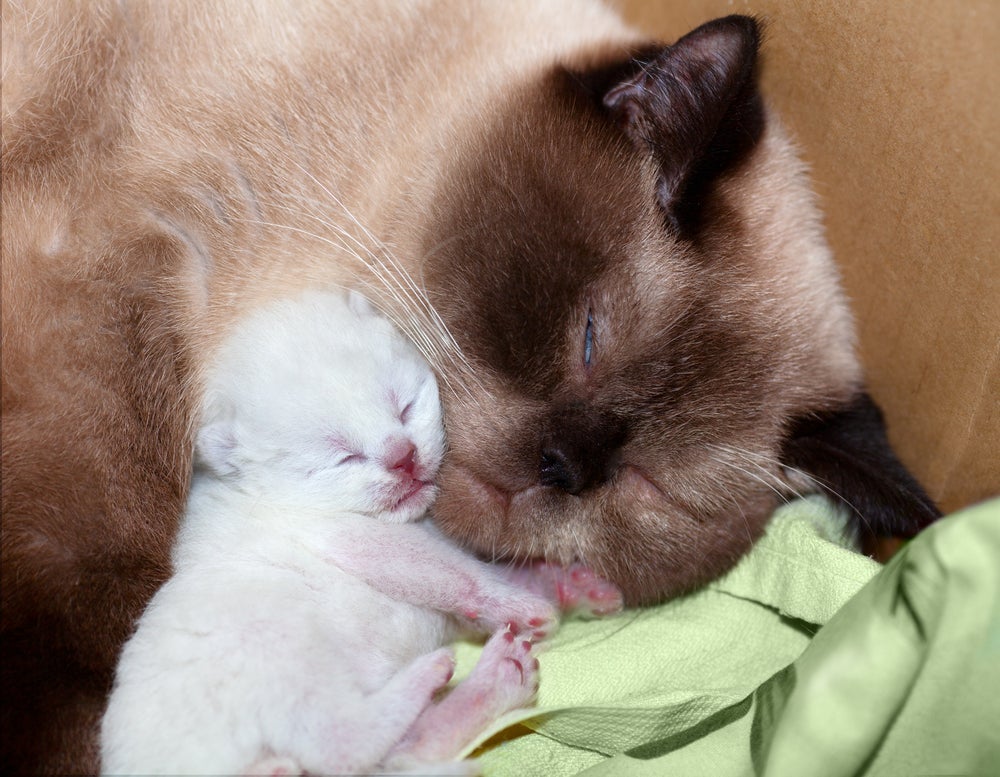 O gato siamês filhote nasce com a coloração dos pelos bem clara