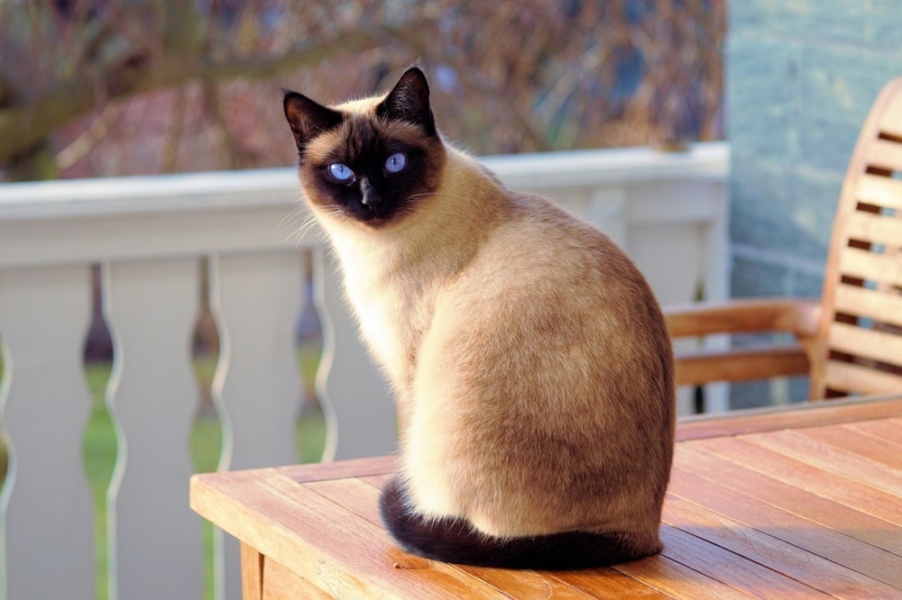 O gato Siamês é muito comunicativo e ligado aos donos