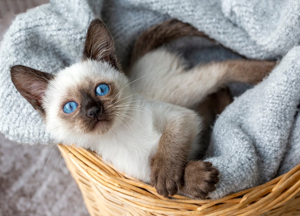 Gato filhote: Siamês começa a ter as marcações do pelo por volta de 5 meses