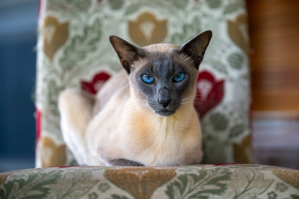 O gato Siamês é conhecido pela cor marcante dos pelos
