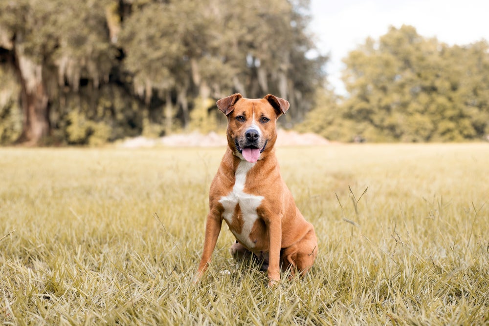 O Pitbull é um representante do signo de cachorrro áries, conhecido por seu jeito destemido e leal