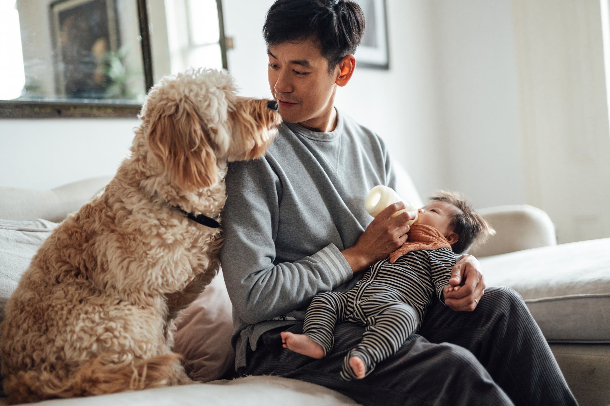 Signo dos cachorros: o lado sociável e amoroso com a famí­lia pode ter relação com algumas posições no zodíaco