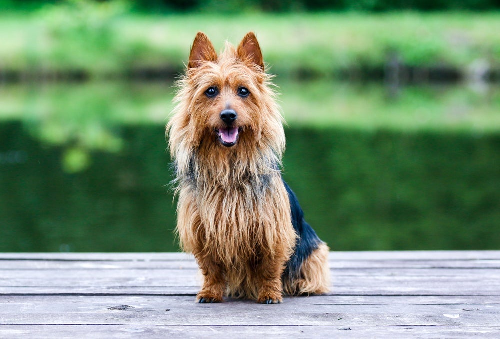  Silky Terrier é um cachorro obediente, companheiro e leal
