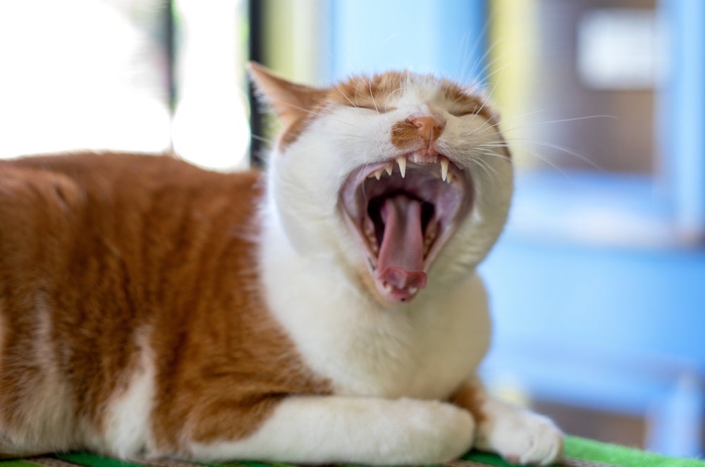 Mau hálito persistente, mudanças no comportamento e salivação podem indicar problemas bucais nos gatos