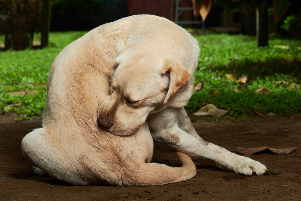A coceira causada por alergias também pode levar à queda de pelos nos cães