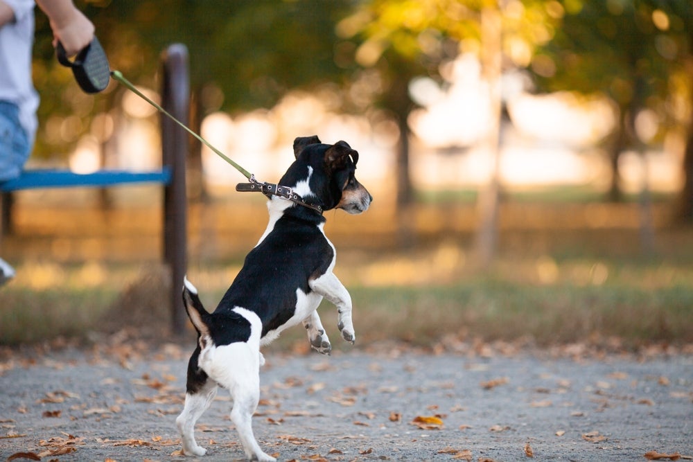 Algumas expressões corporais do cachorro podem indicar desconforto, medo e estresse durante o passeio