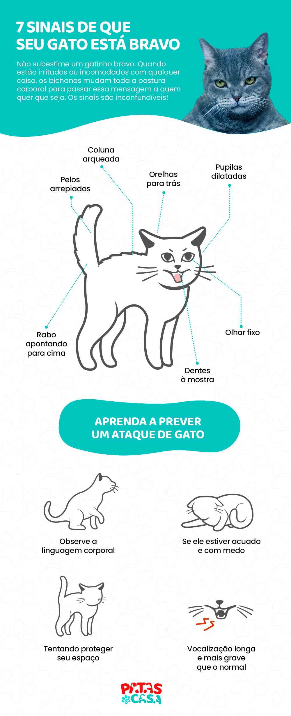 Gato bravo: entenda todos os sinais de que o gato está irritado