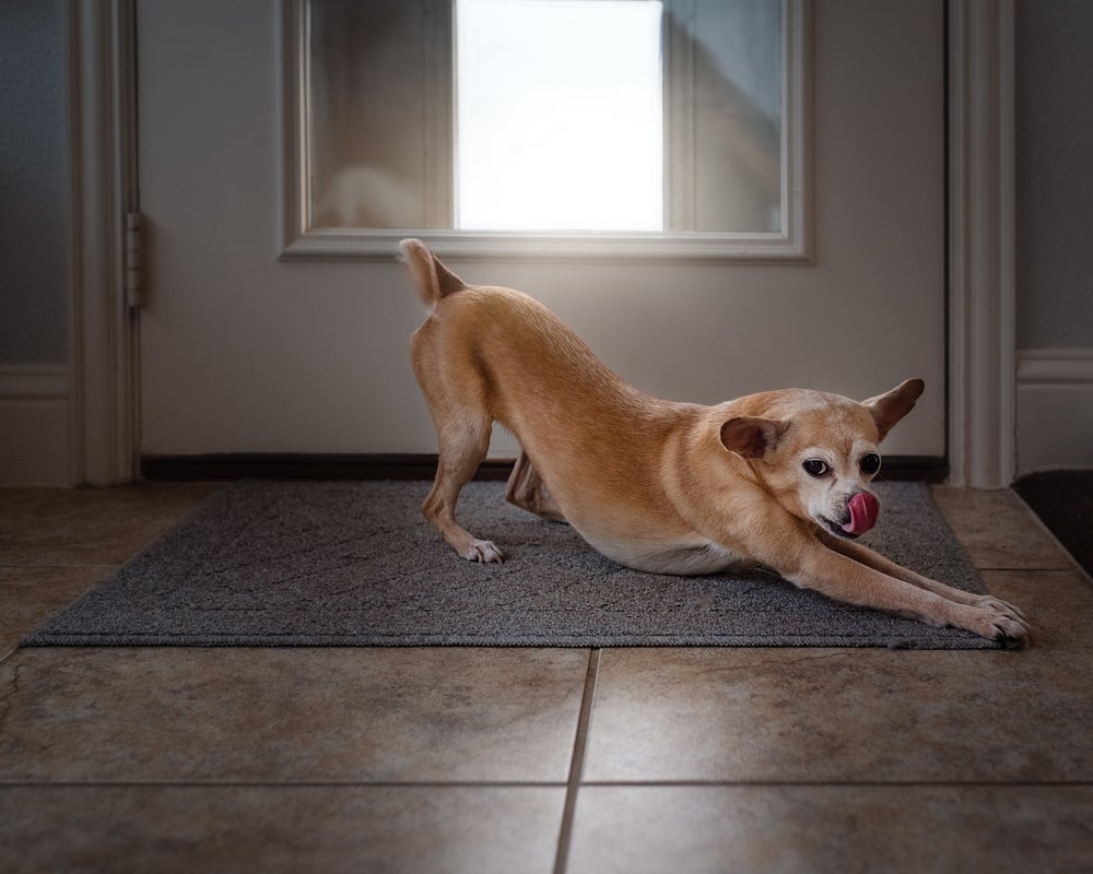 Essa posição, quando não associada a brincadeiras, pode ser um sinal de pancreatite canina