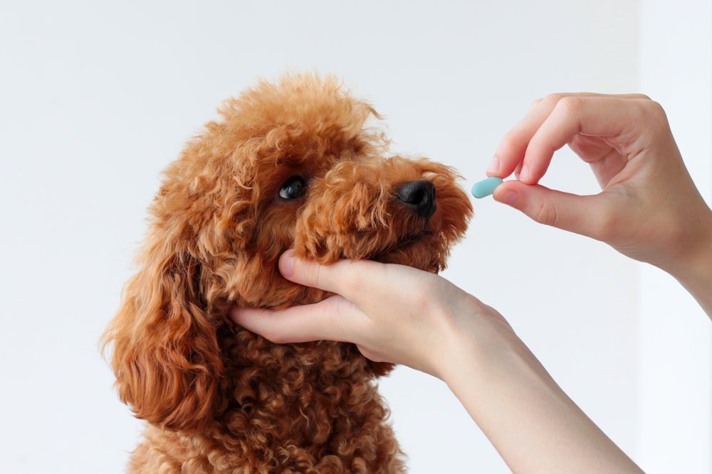 Síndrome do vestibular em cães: tratamento da doença pode envolver fisioterapia e uso de medicamentos