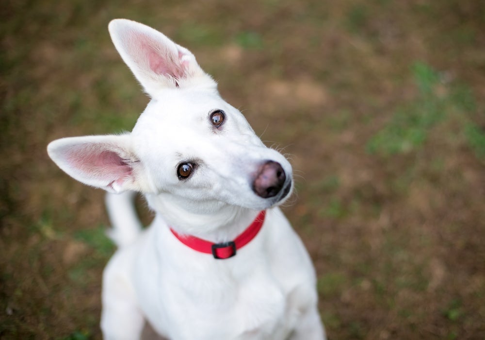 A síndrome vestibular em cães se manifesta com o head tilt, que é a inclinação da cabeça