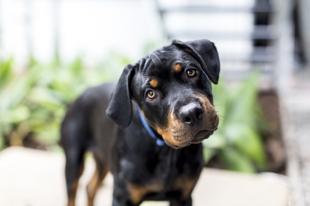Síndrome vestibular canina: por ser um problema neurológico em cachorro, o ideal é buscar médicos especializados no assunto