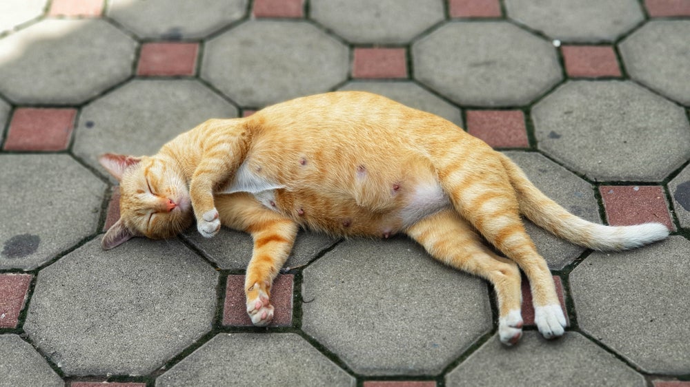 A gata prenha fica inchada e tem alterações no mamilo