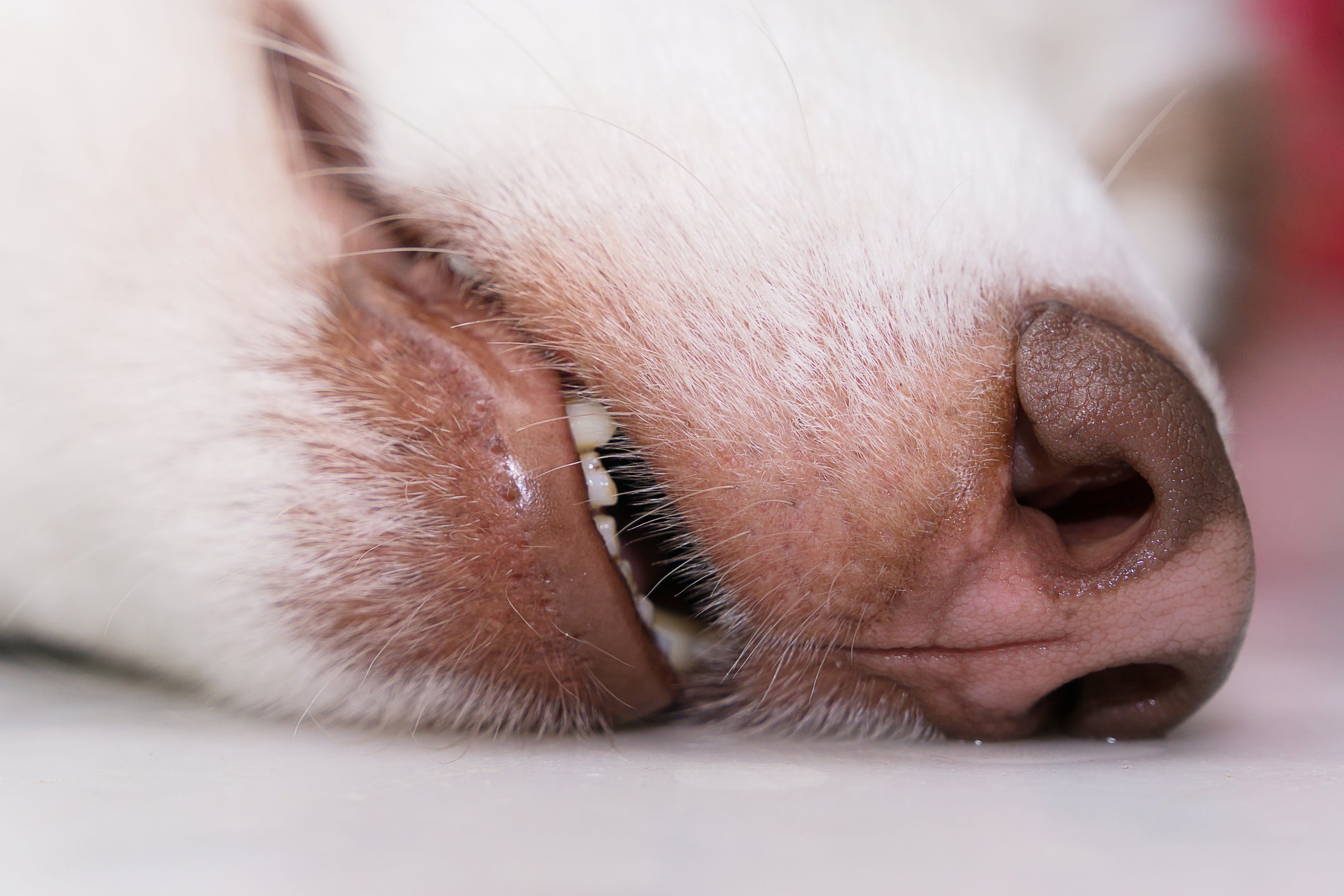 Um dos principais sintomas de infarto em cachorro é a dificuldade de respirar