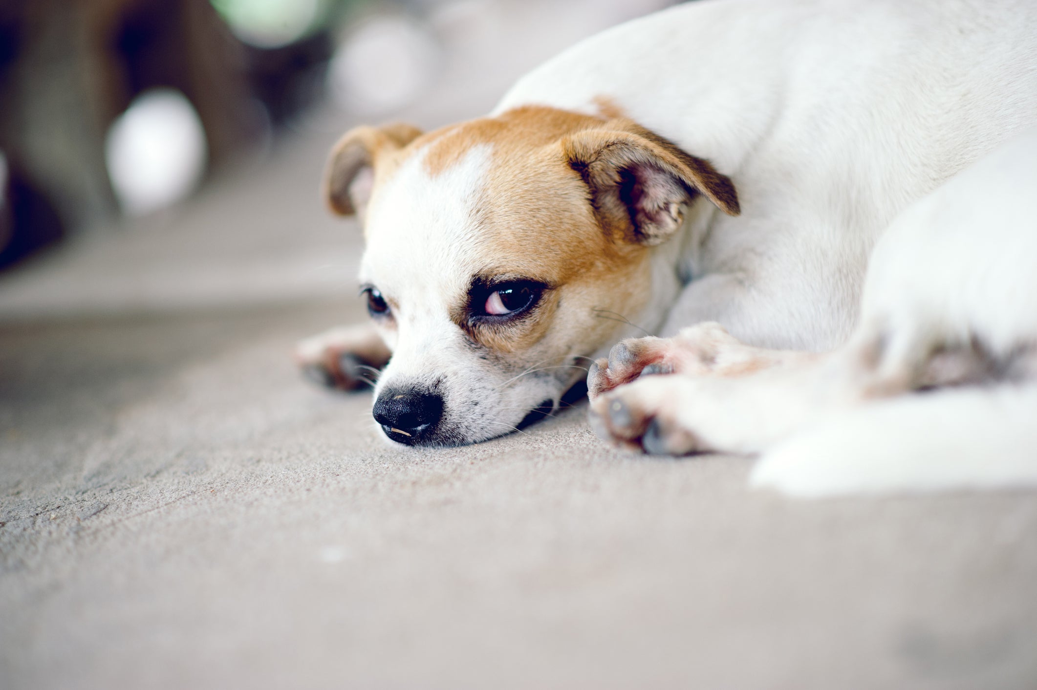Doença do carrapato em cachorro: se o seu animal está com aparência triste e não quer brincar, desconfie!