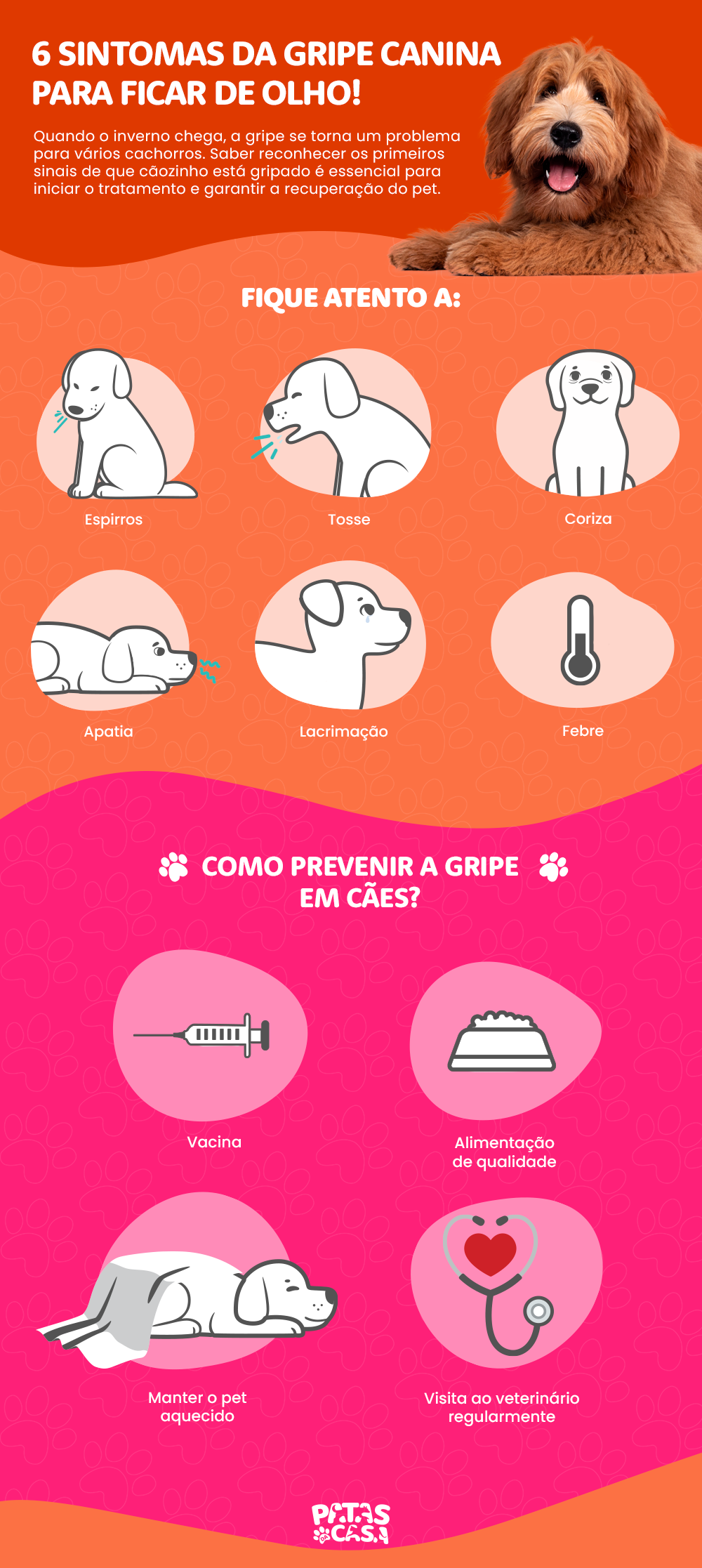 A gripe em cachorro vem acompanhada de vários sintomas. Saiba quais são eles!