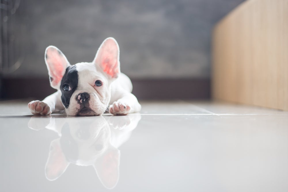 O cachorro vomitando pode ser um sinal de gastrite canina