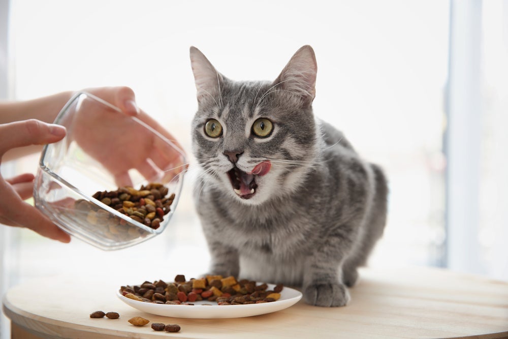 A alimentação do gato inadequada pode afetar o estômago e o processo digestivo