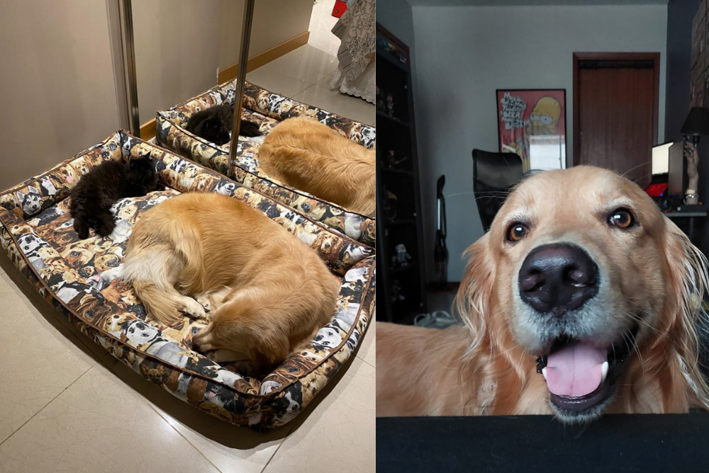 O Golden é muito sociável e normalmente convive muito bem com outros animais