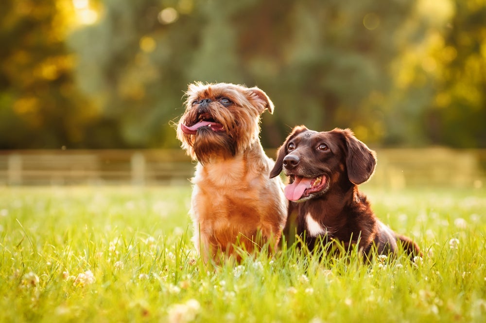A socialização de cachorro também pode acontecer entre dois cães adultos