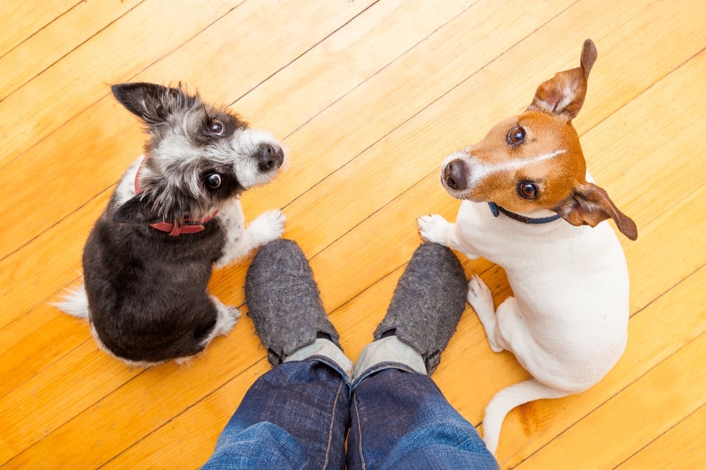 Na hora de como acostumar um cachorro com outro filhote é importante supervisionar toda a interação entre eles
