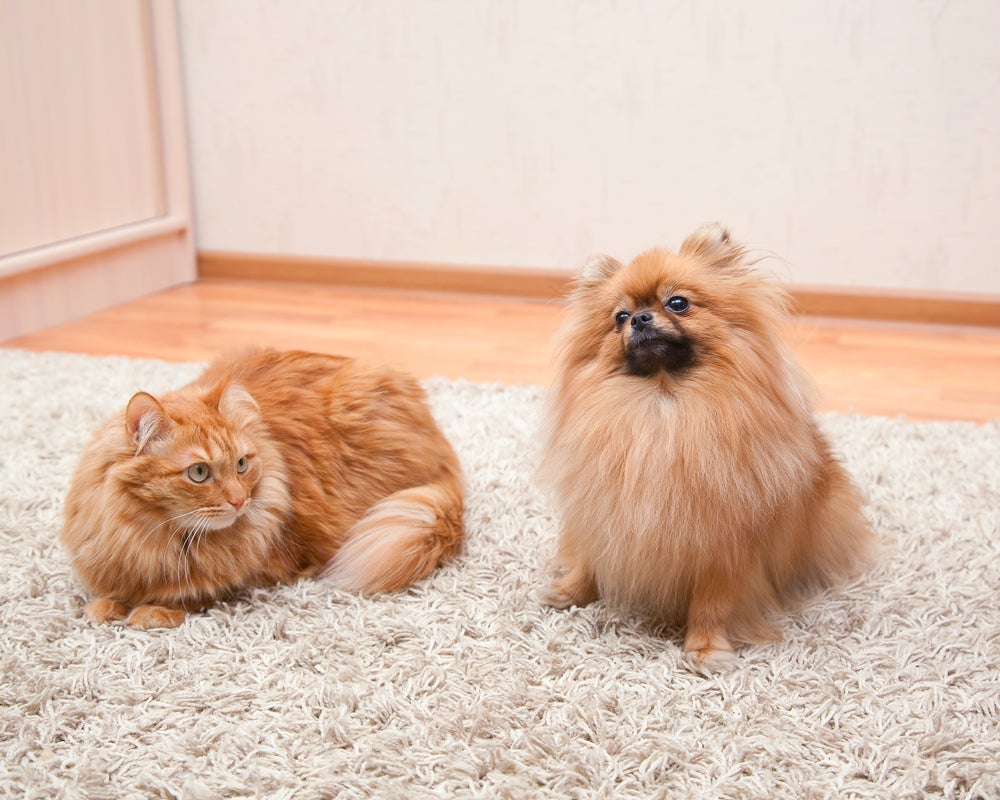 Socialização de cães e gatos: permita que o novo pet explore o ambiente