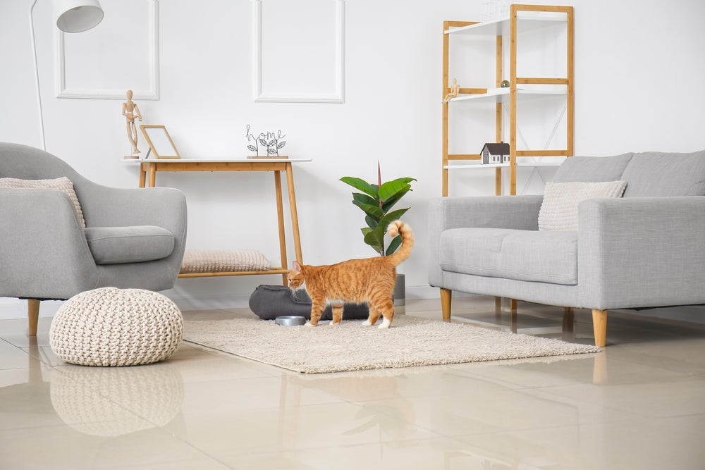 O processo de como socializar gatos vai ficar mais fácil se a sua casa for bem adaptada para felinos