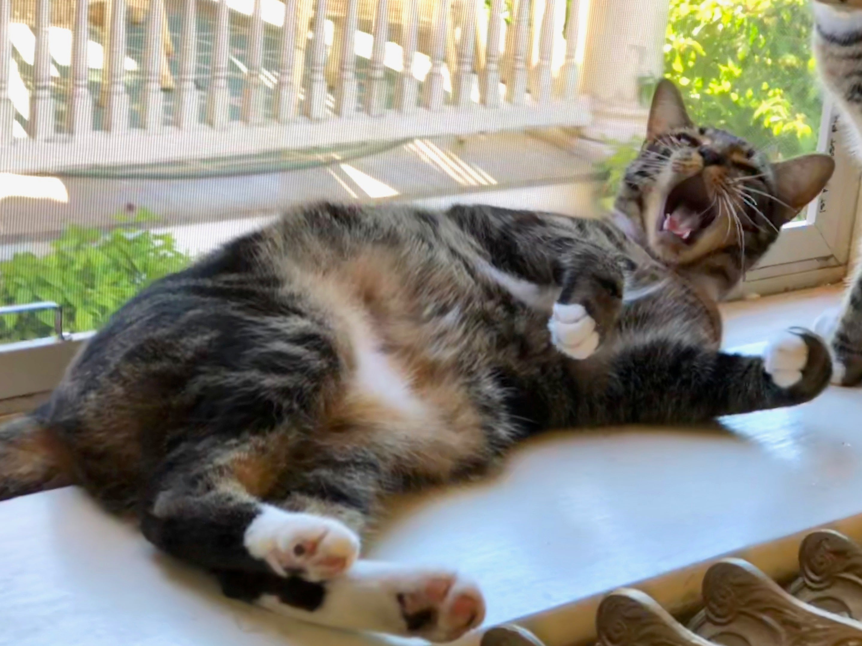 O Sokoke é um gatinho cheio de energia que adora brincadeiras