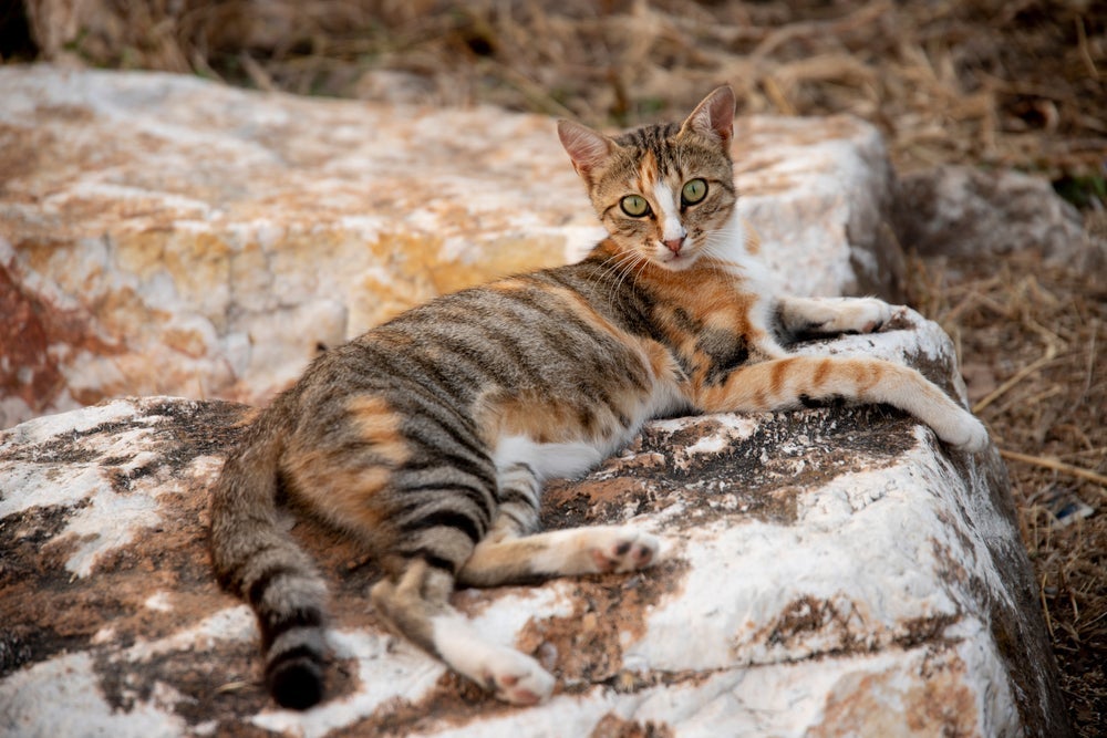 Raça de gato Sokoke começou como um animal selvagem