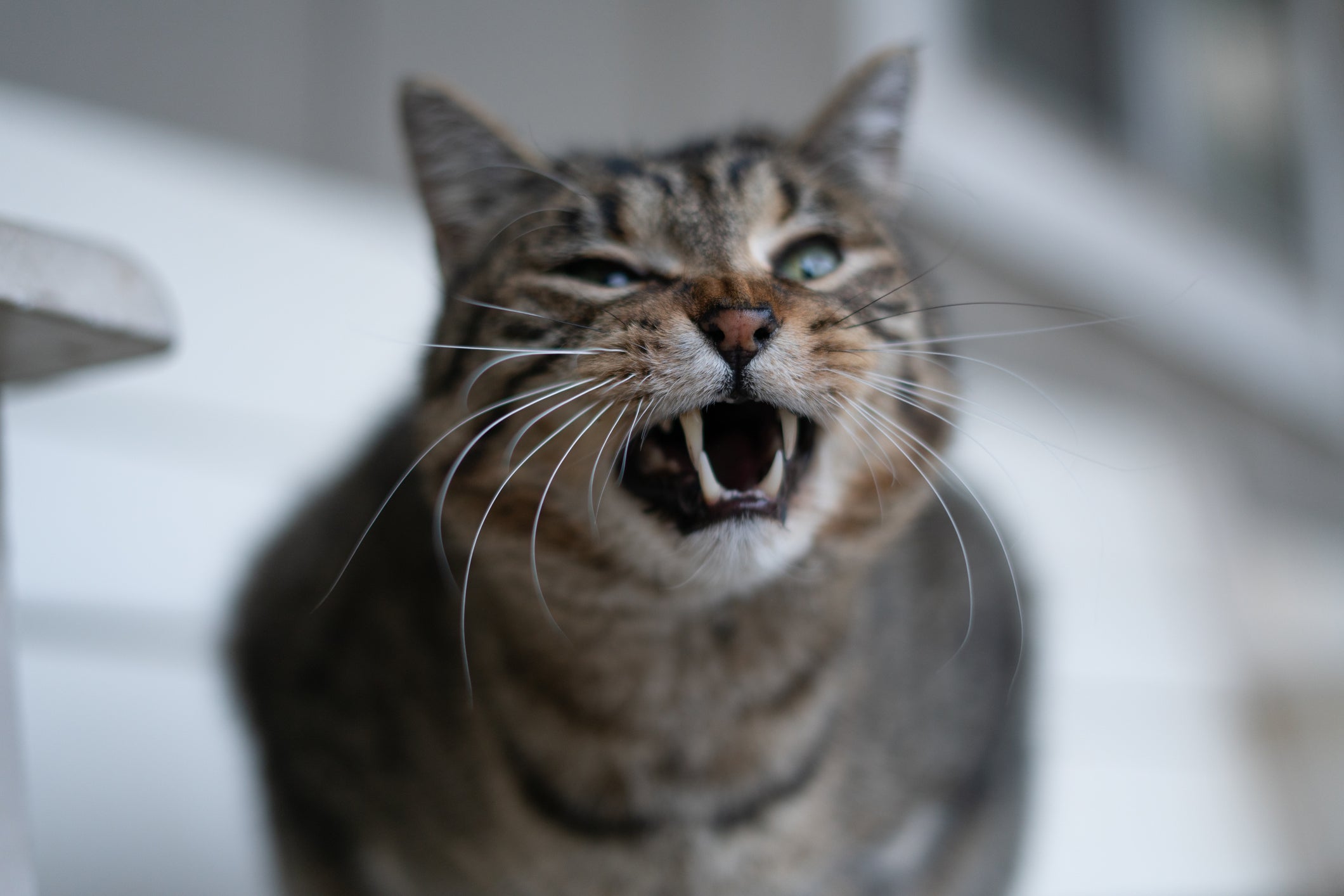 Os sons de gato bravo parecem um rosnado de cachorro