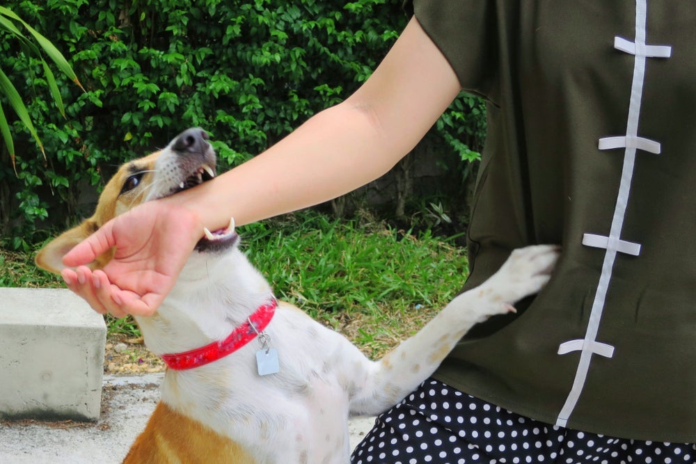 Sonhar com cachorro mordendo traz um momento reflexivo