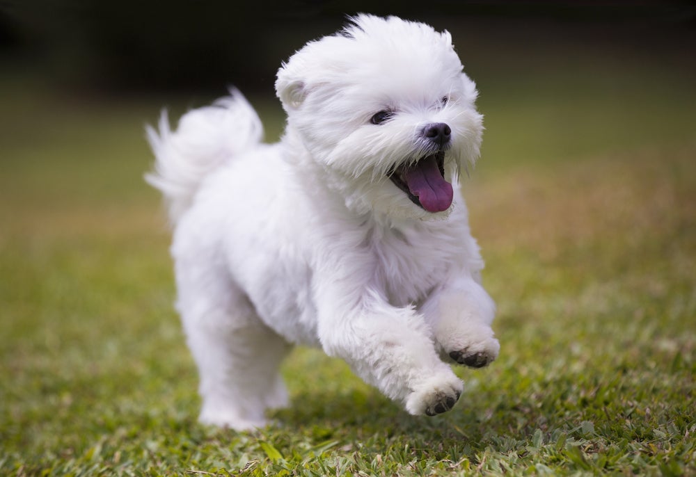 Sonhar com cachorro branco indica que você está em um momento próspero da vida