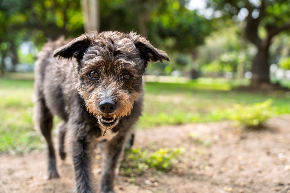 A forma como o cachorro aparece no sonho (atacando, mordendo, se é preto, branco ou grande) muda totalmente a interpretação