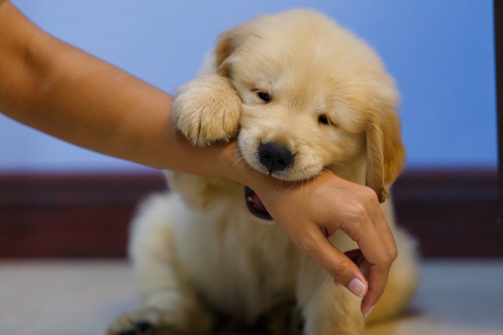 Sonhar com cachorro mordendo pode ter diferentes interpretações