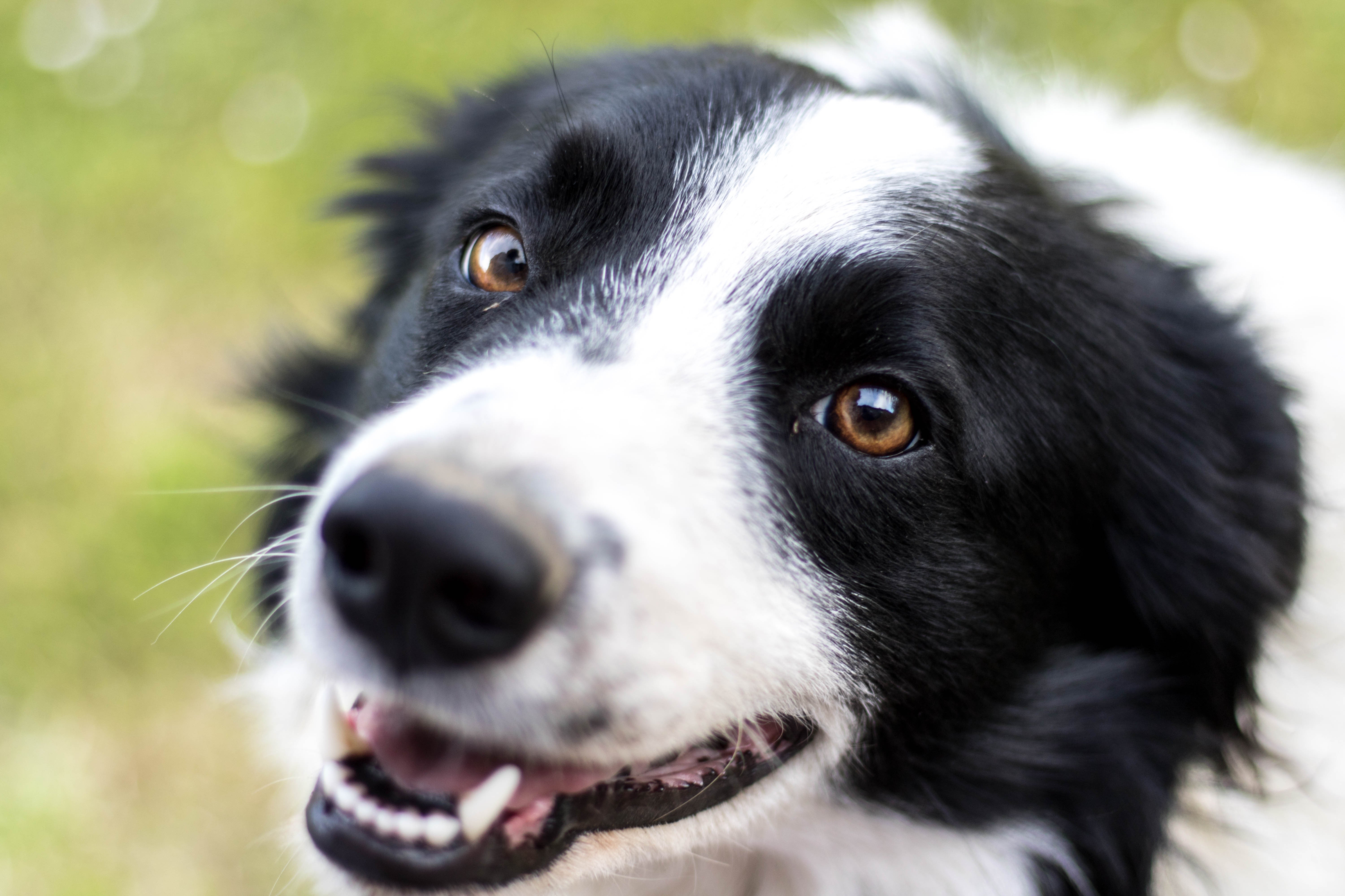 Para entender o que significa sonhar com cachorro, é preciso considerar o comportamento do animal no sonho