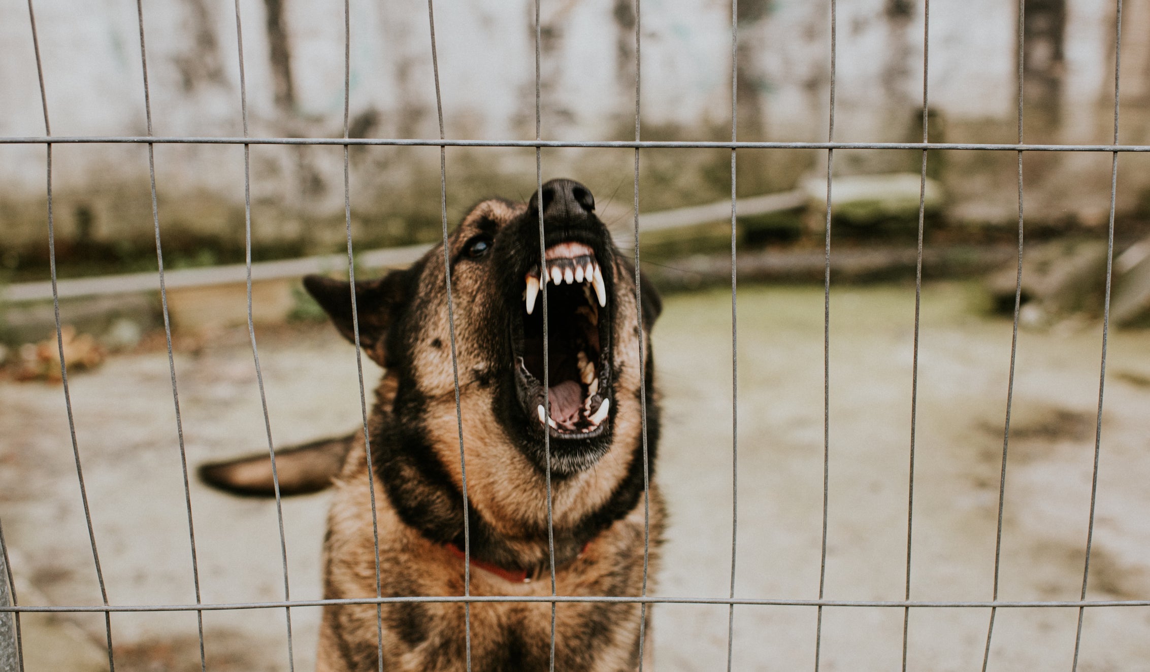Sonhar com cachorro bravo pode ter relação com desentendimentos ou traições