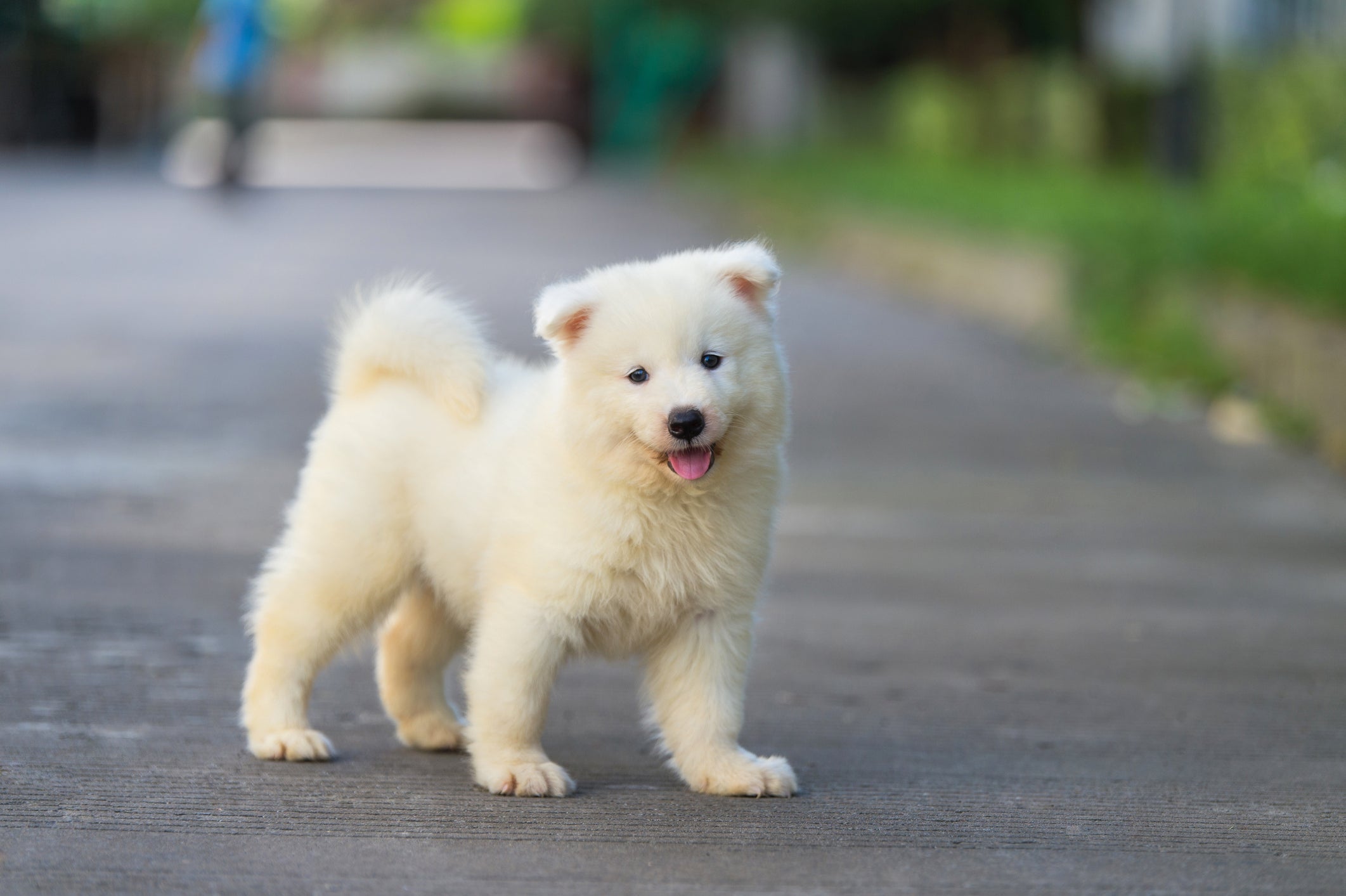 Sonhar com cachorro filhote pode representar seu lado protetor ou a necessidade de cuidado