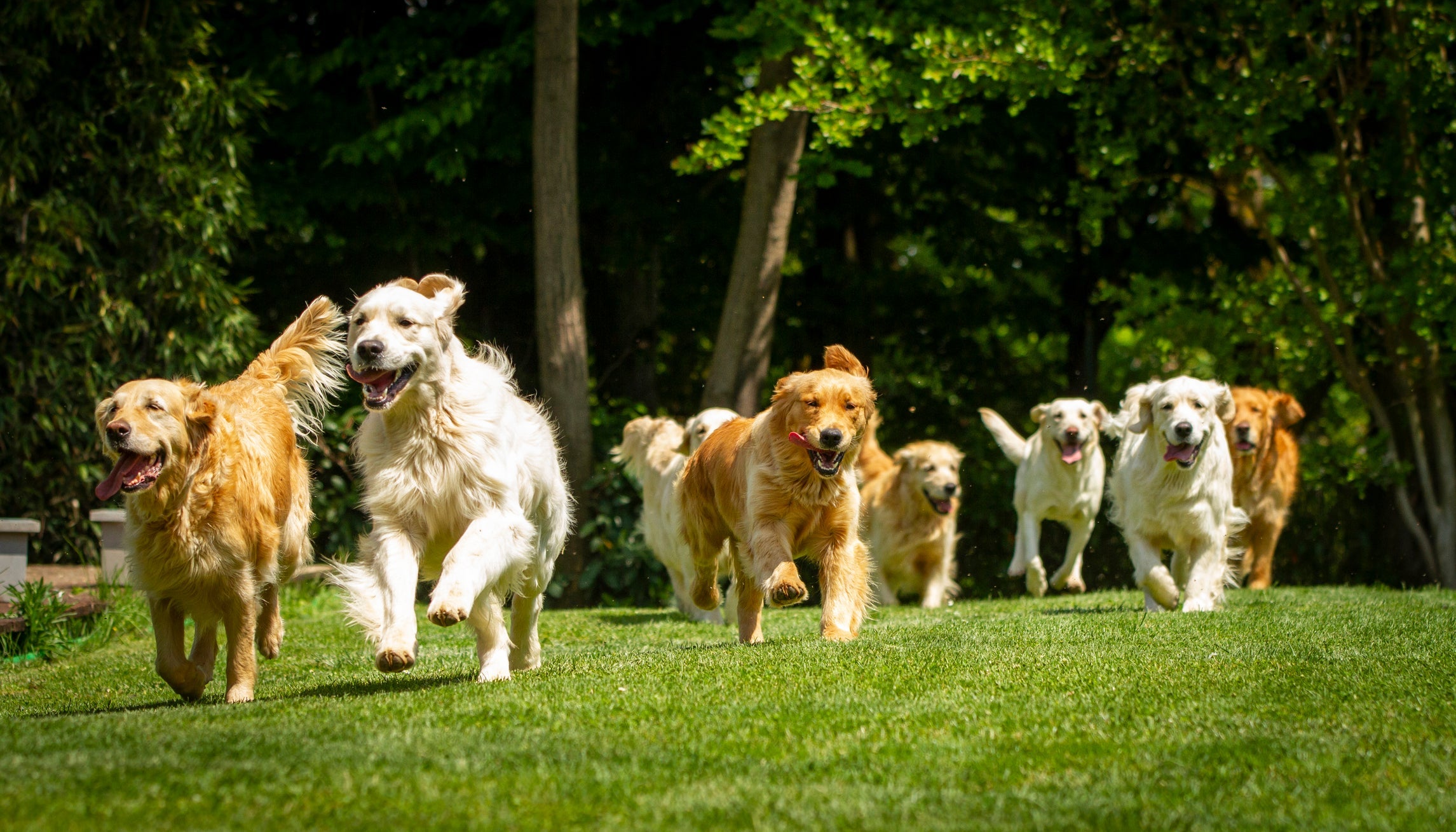 Sonhar com muitos cachorros pode ter diferentes significados e simboliza sua vida social