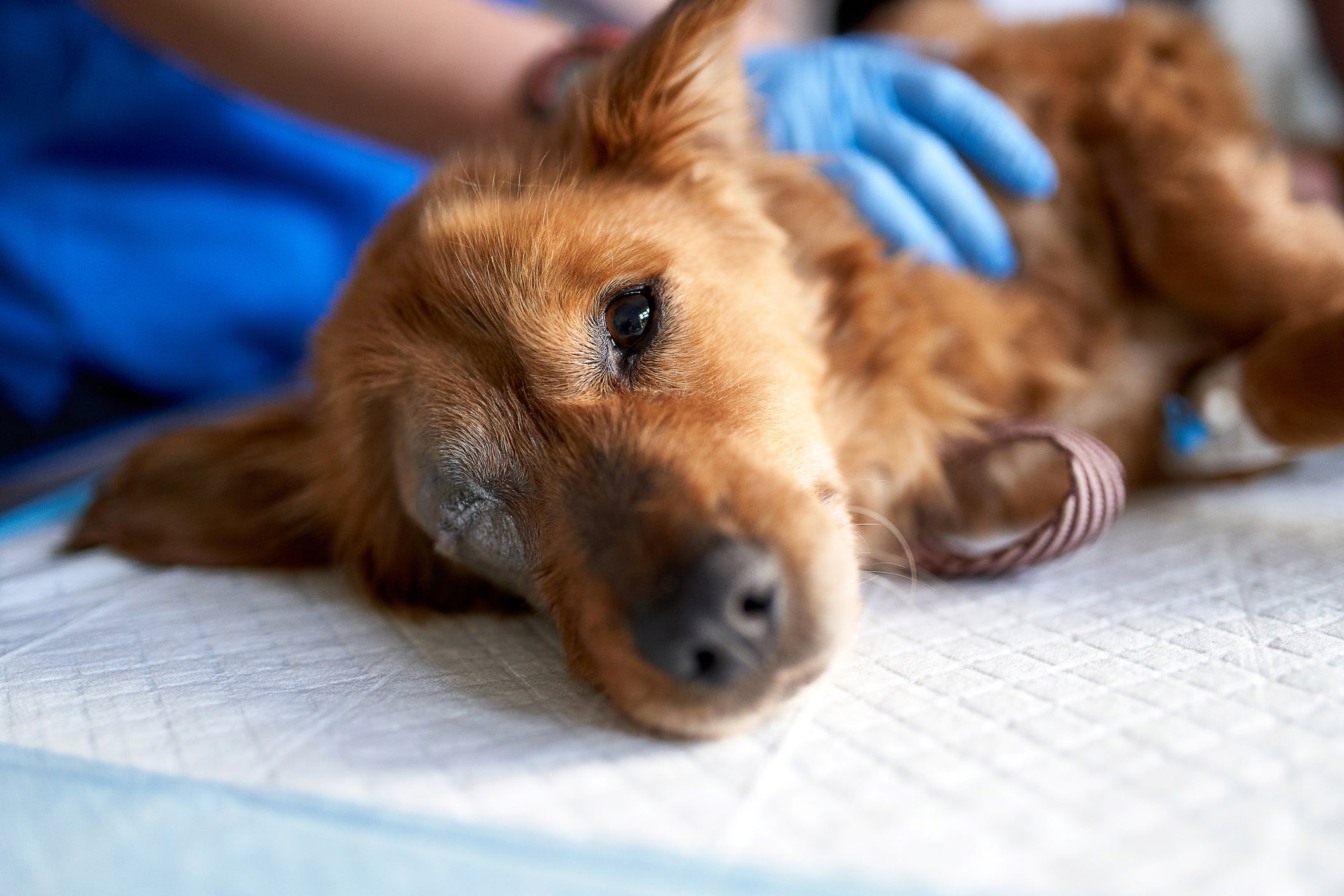 Sonhar com cachorro machucado ou doente pode refletir sentimento de preocupação