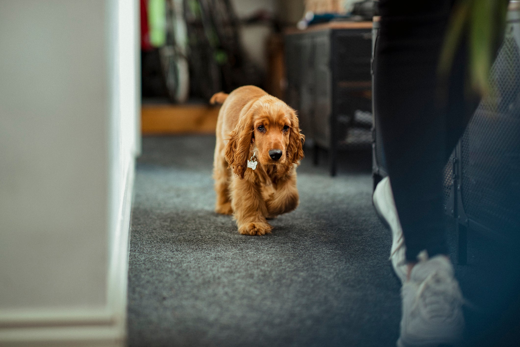 Ver um cachorro seguindo você no sonho pode ter relação com alguma pressão emocional