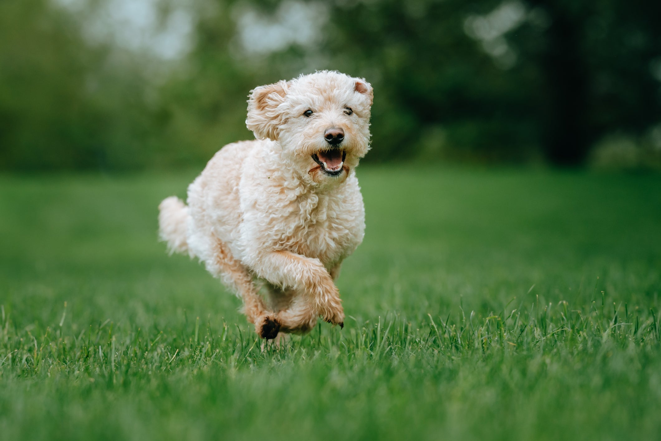 Sonhar com cachorro fugindo pode ser sinal de medo de perder alguém ou algo importante