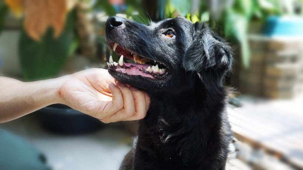 Sonhar com um cachorro preto pode ser positivo se ele for manso