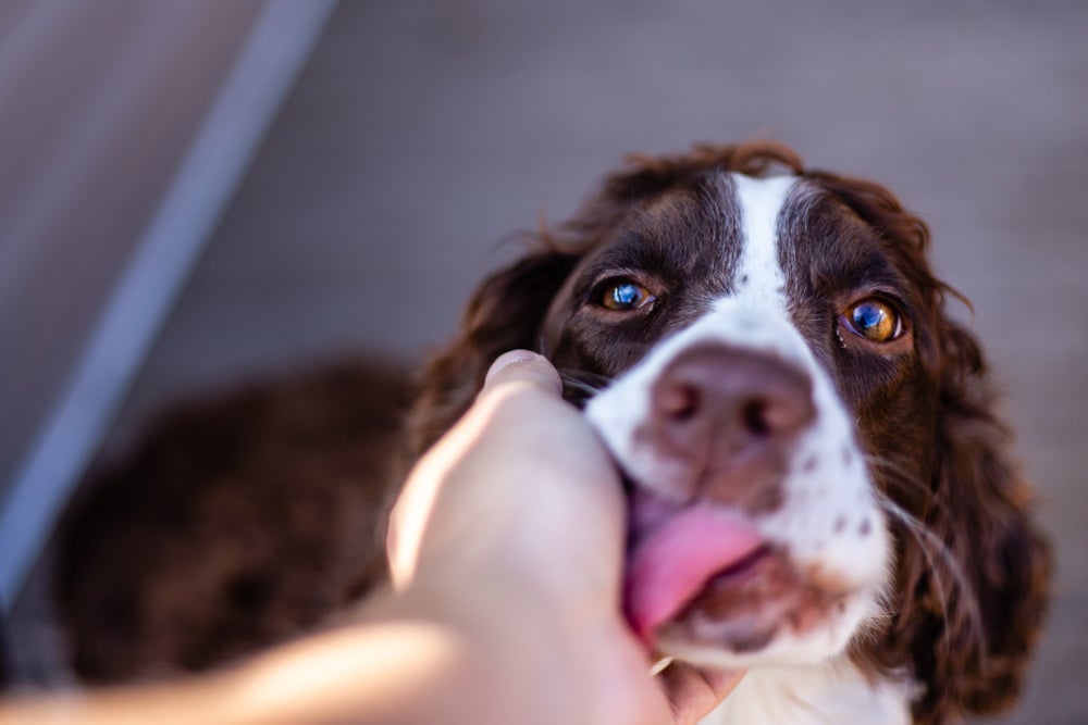 Sonhar com cachorro lambendo é muito positivo
