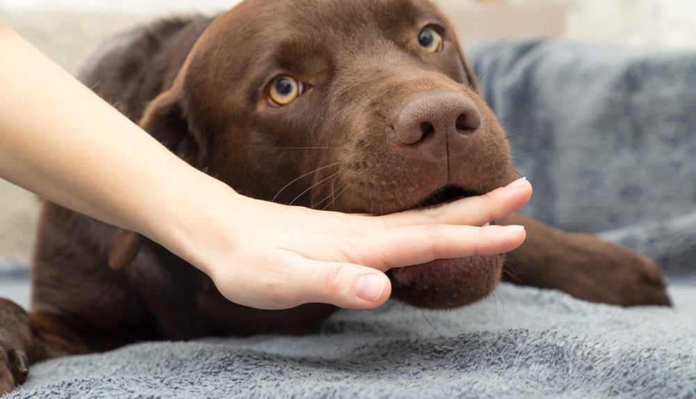 Sonhar com cachorro mordendo a mão simboliza infidelidade