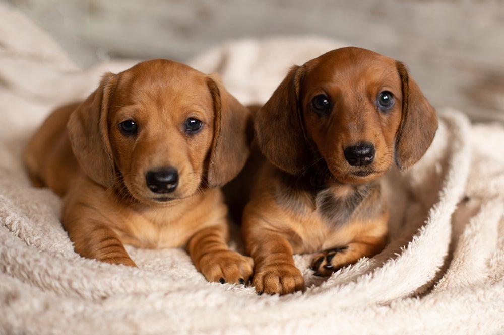 Sonhar com filhote de cachorro representa novos começos