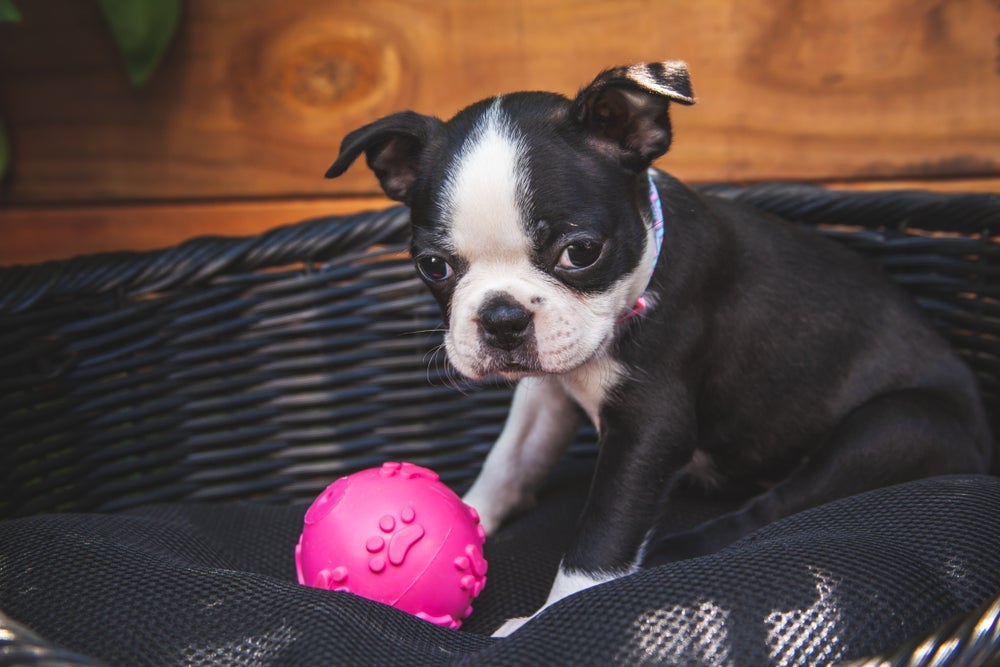 Sonhar com cachorro filhote brincando é um ótimo sinal