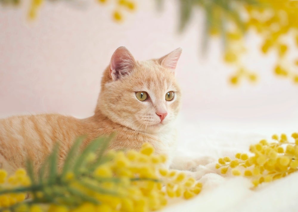 O gato laranja ou amarelo representa abundância