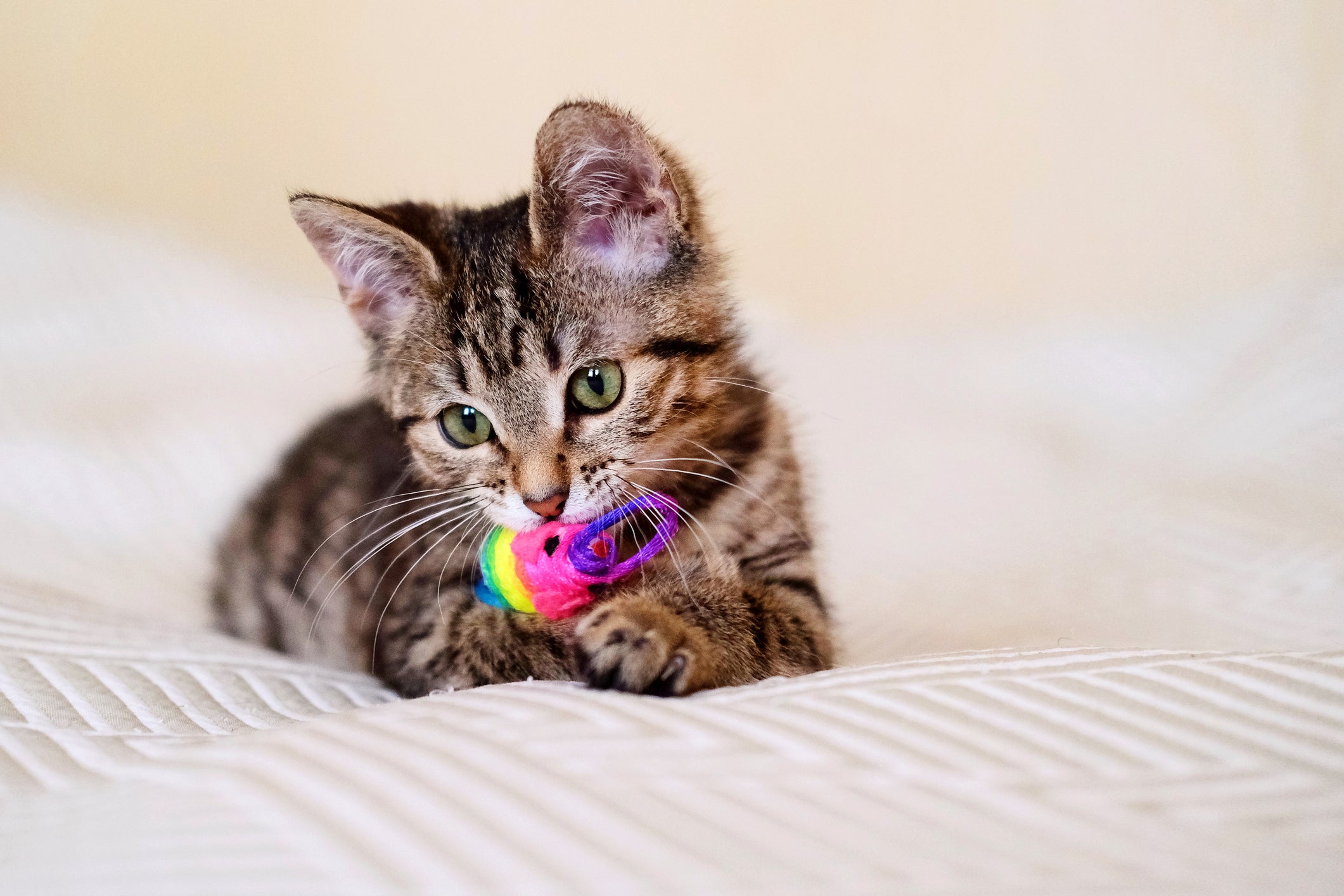 Sonhar com gato filhote pode ser um sinal para que você encare a vida com mais leveza