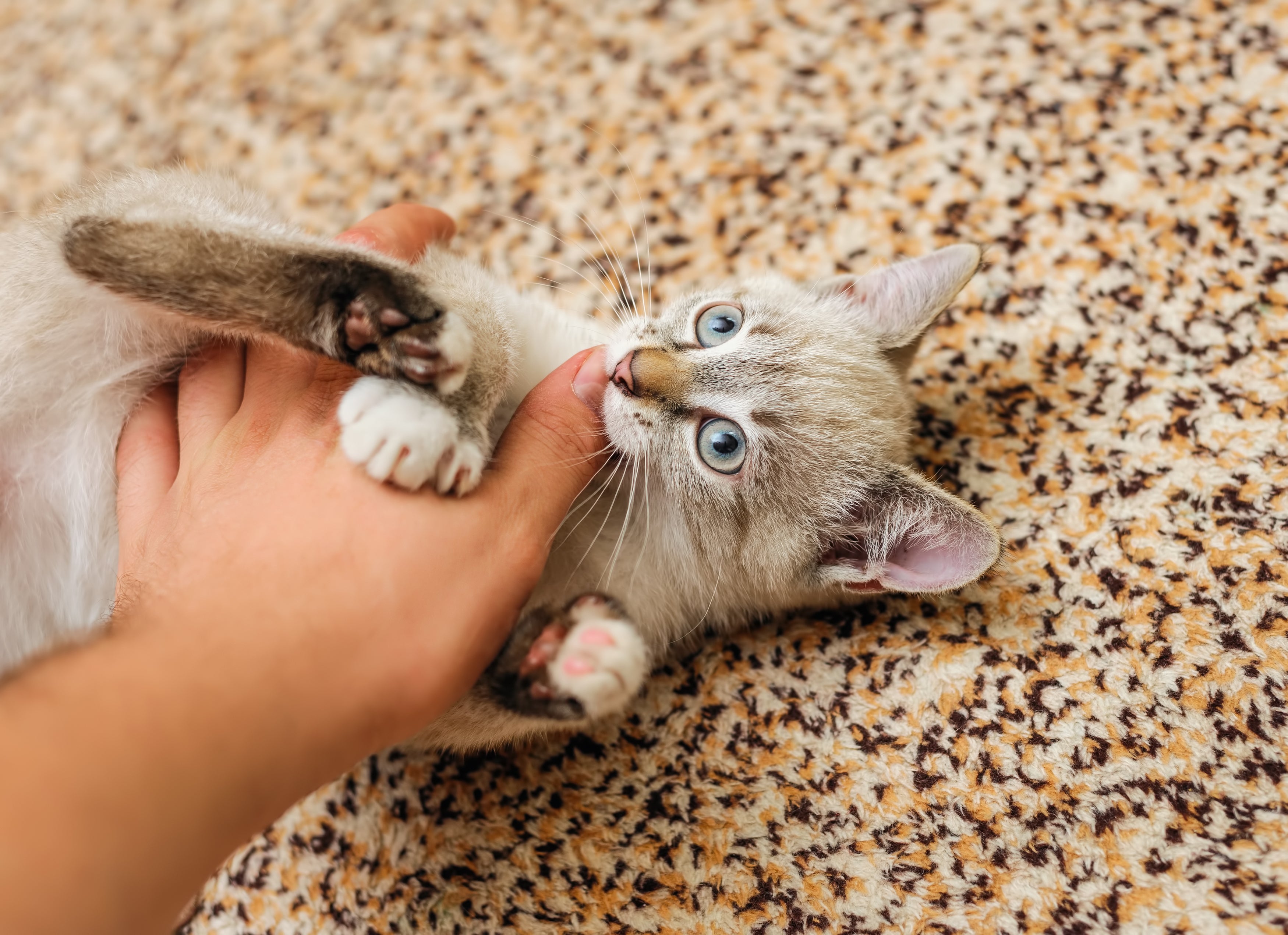 Sonhar com gato mordendo a mão indica um bloqueio 