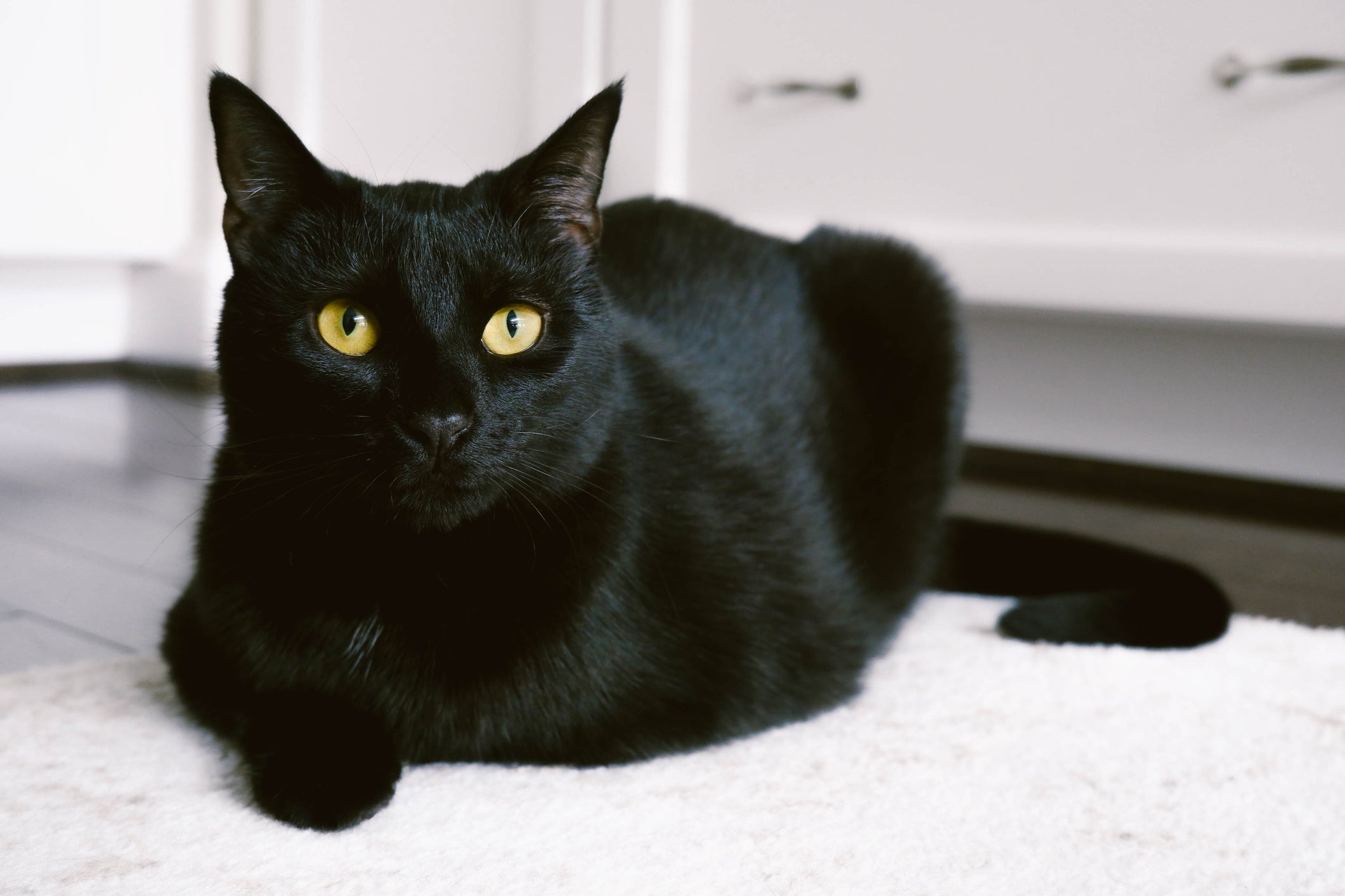 Nem sempre sonhar com gato preto significa algo ruim ou negativo