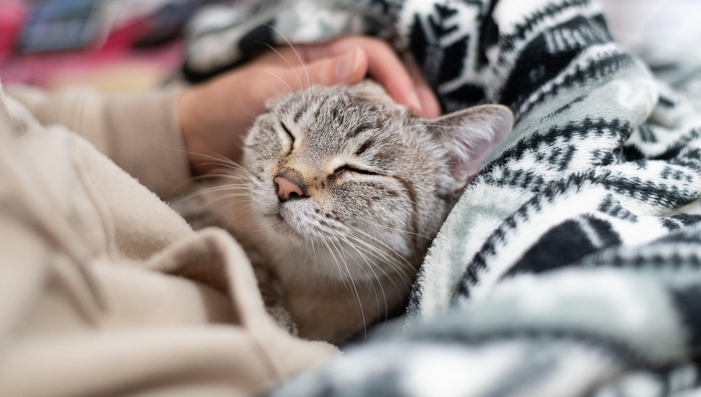 Sonhar com gato manso pode indicar que você está em paz com sua intuição 
